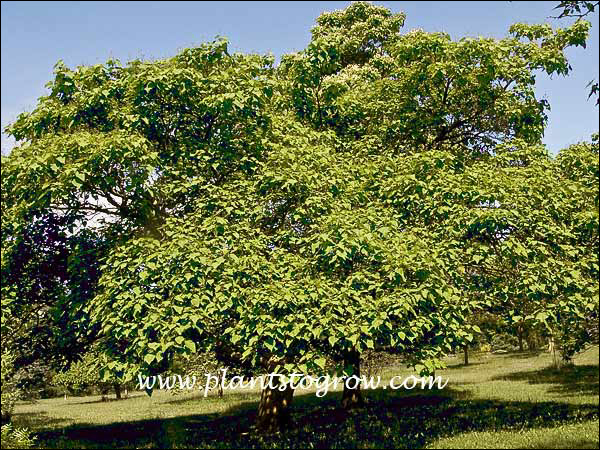 Southern Catalpa (Catalpa bignonioides)